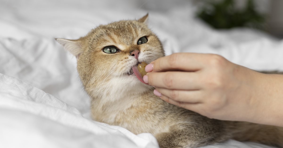 What to Feed a Sick Cat That Won't Eat